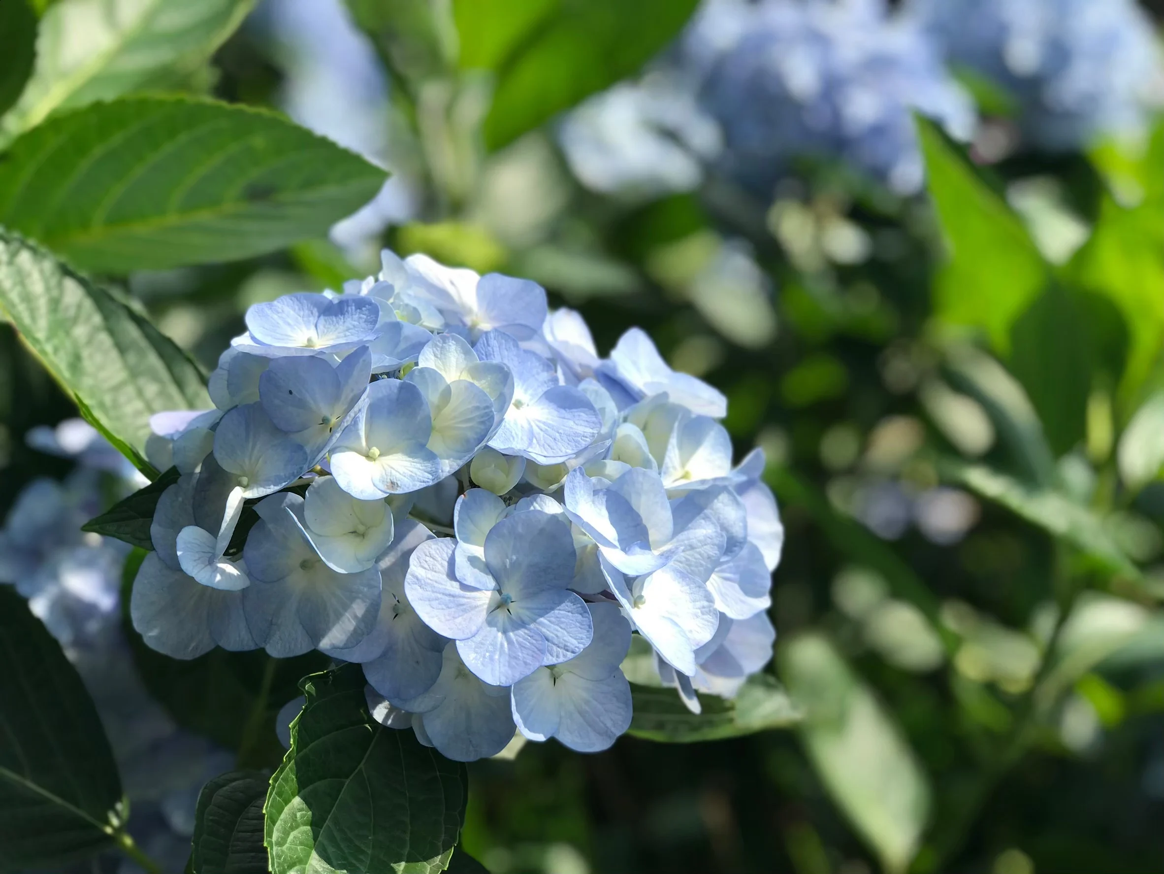F